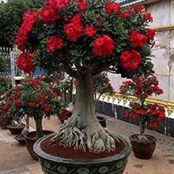 Cloud Farm Adenium Plant (Hybrid, Pack of 1)